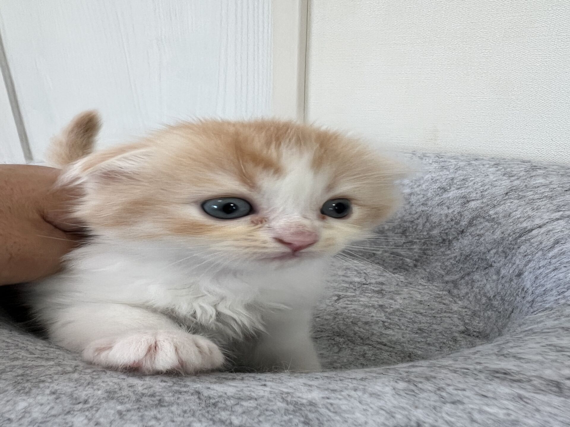 スコティッシュフォールドマリモ　ホワイトバンちゃん立ち耳