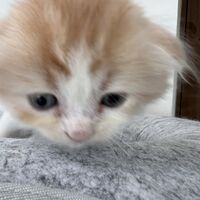 画像23586：スコティッシュフォールド<br>マリモ　ホワイトバンちゃん立ち耳