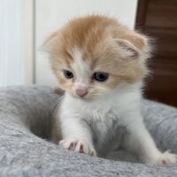 画像23587：スコティッシュフォールド<br>マリモ　ホワイトバンちゃん立ち耳
