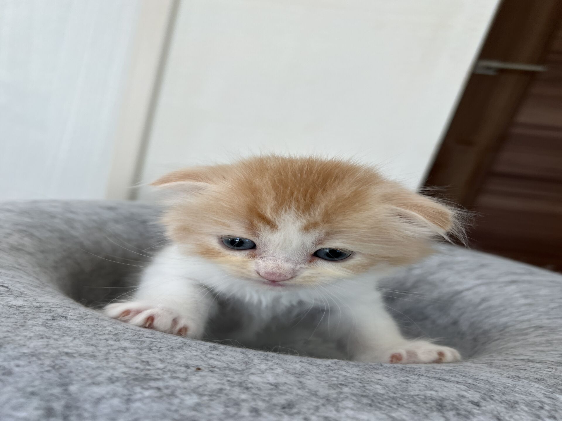 スコティッシュフォールドマリモ　ホワイトバンちゃん立ち耳