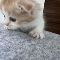 画像23590：スコティッシュフォールド<br>マリモ　ホワイトバンちゃん立ち耳