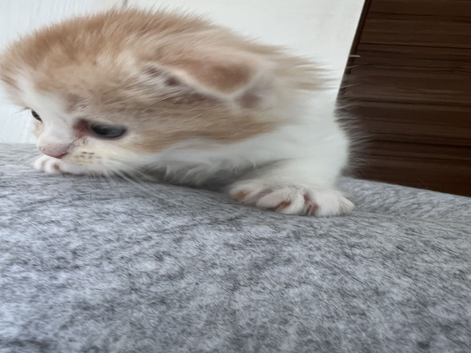 スコティッシュフォールドマリモ　ホワイトバンちゃん立ち耳