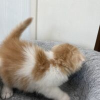 画像23592：スコティッシュフォールド<br>マリモ　ホワイトバンちゃん立ち耳