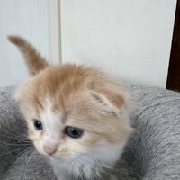 画像23593：スコティッシュフォールド<br>マリモ　ホワイトバンちゃん立ち耳
