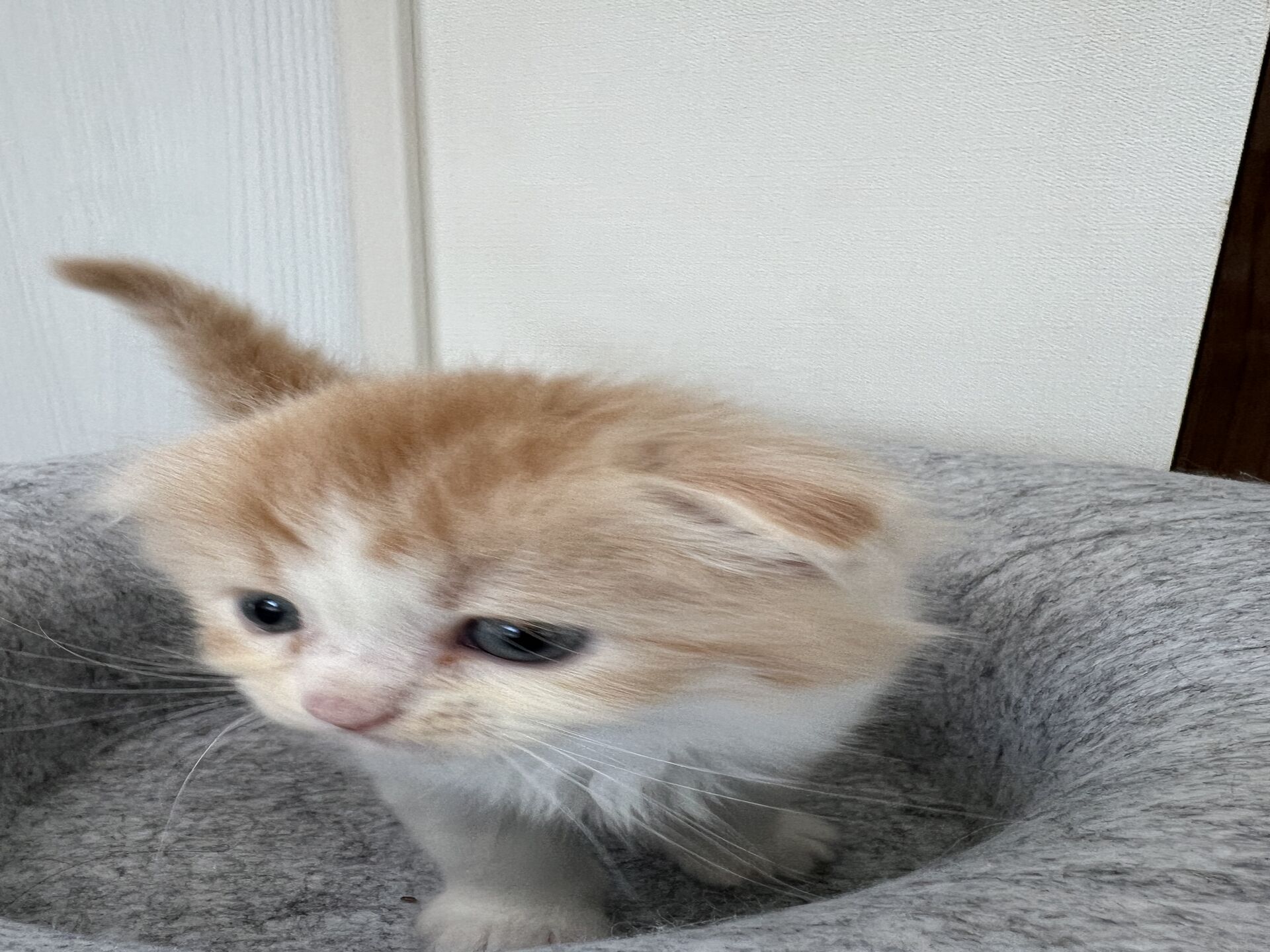 スコティッシュフォールドマリモ　ホワイトバンちゃん立ち耳