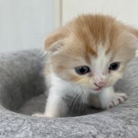 画像23595：スコティッシュフォールド<br>マリモ　ホワイトバンちゃん立ち耳