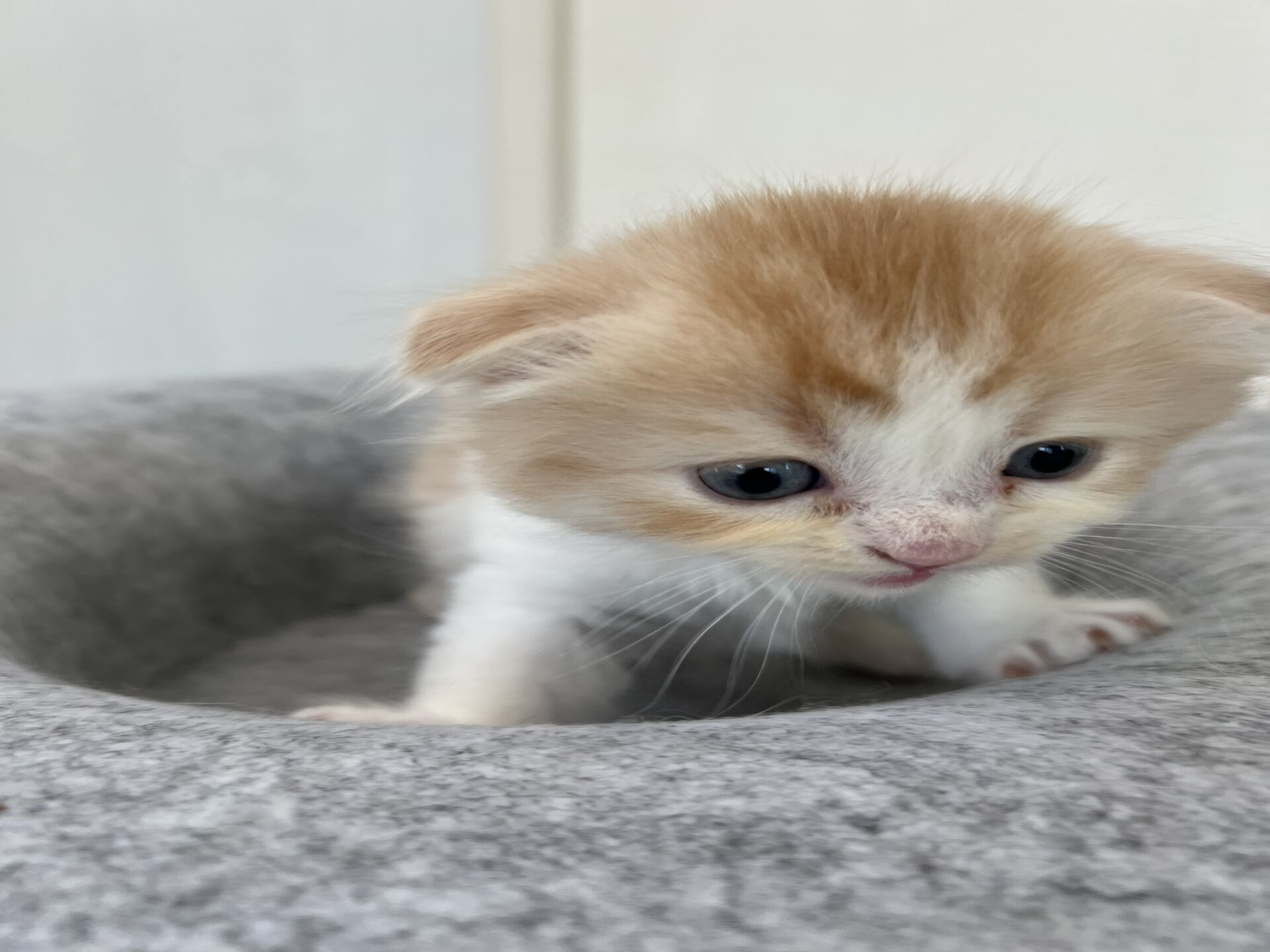 スコティッシュフォールドマリモ　ホワイトバンちゃん立ち耳