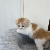 画像23596：スコティッシュフォールド<br>マリモ　ホワイトバンちゃん立ち耳