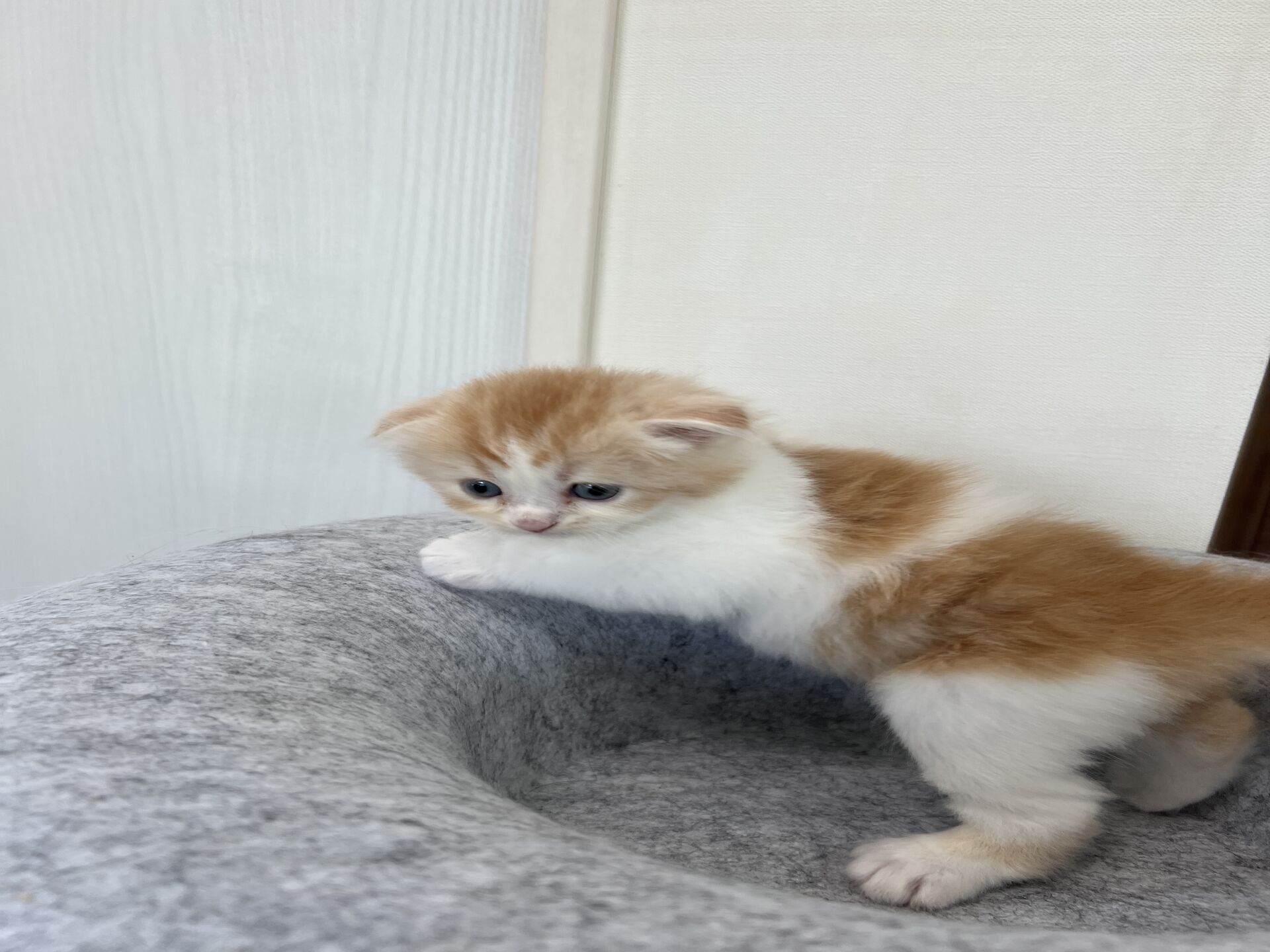 スコティッシュフォールドマリモ　ホワイトバンちゃん立ち耳