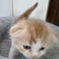 画像23598：スコティッシュフォールド<br>マリモ　ホワイトバンちゃん立ち耳