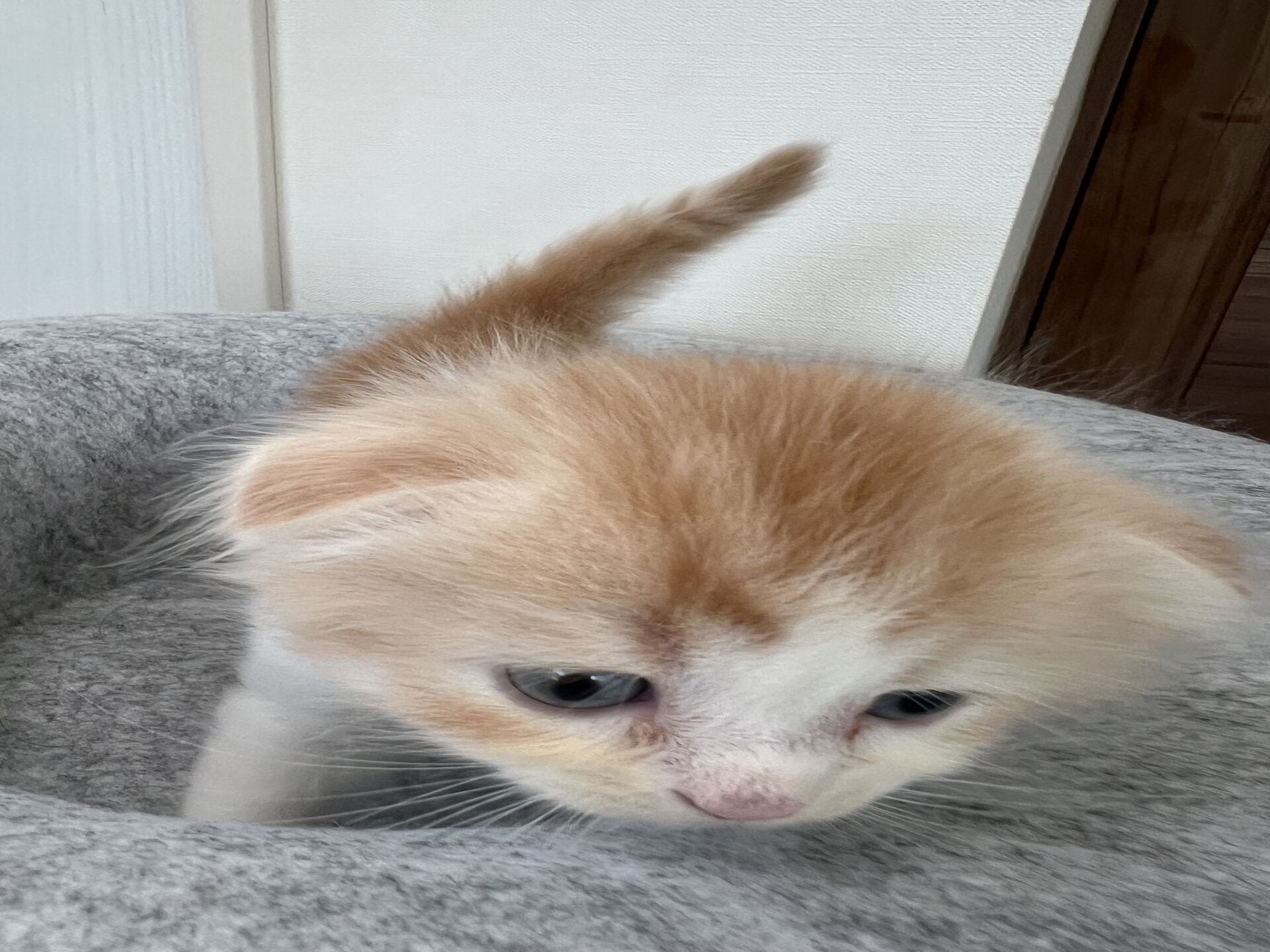 スコティッシュフォールドマリモ　ホワイトバンちゃん立ち耳