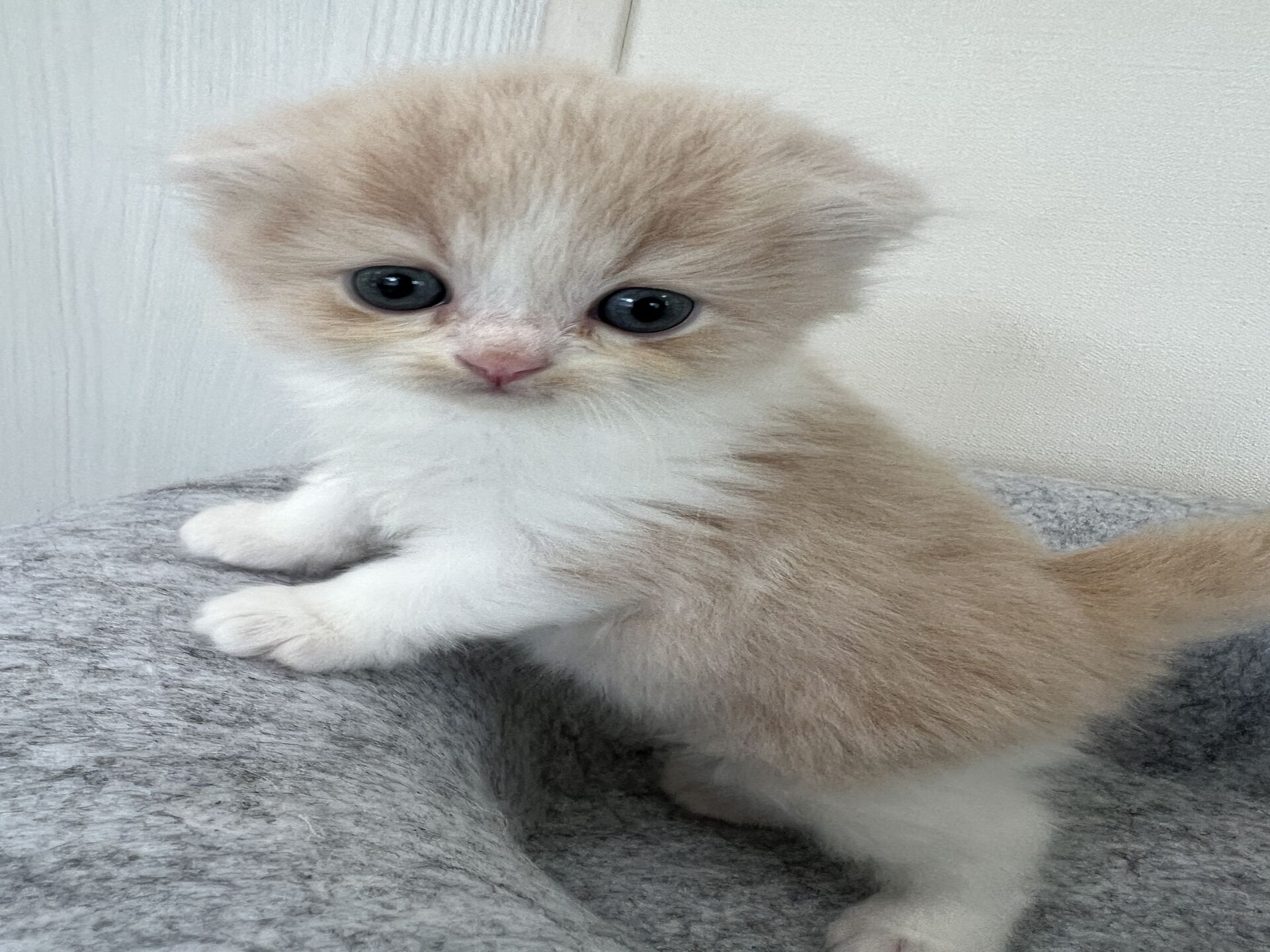 スコティッシュフォールドマリモ　クリームちゃん折れ耳