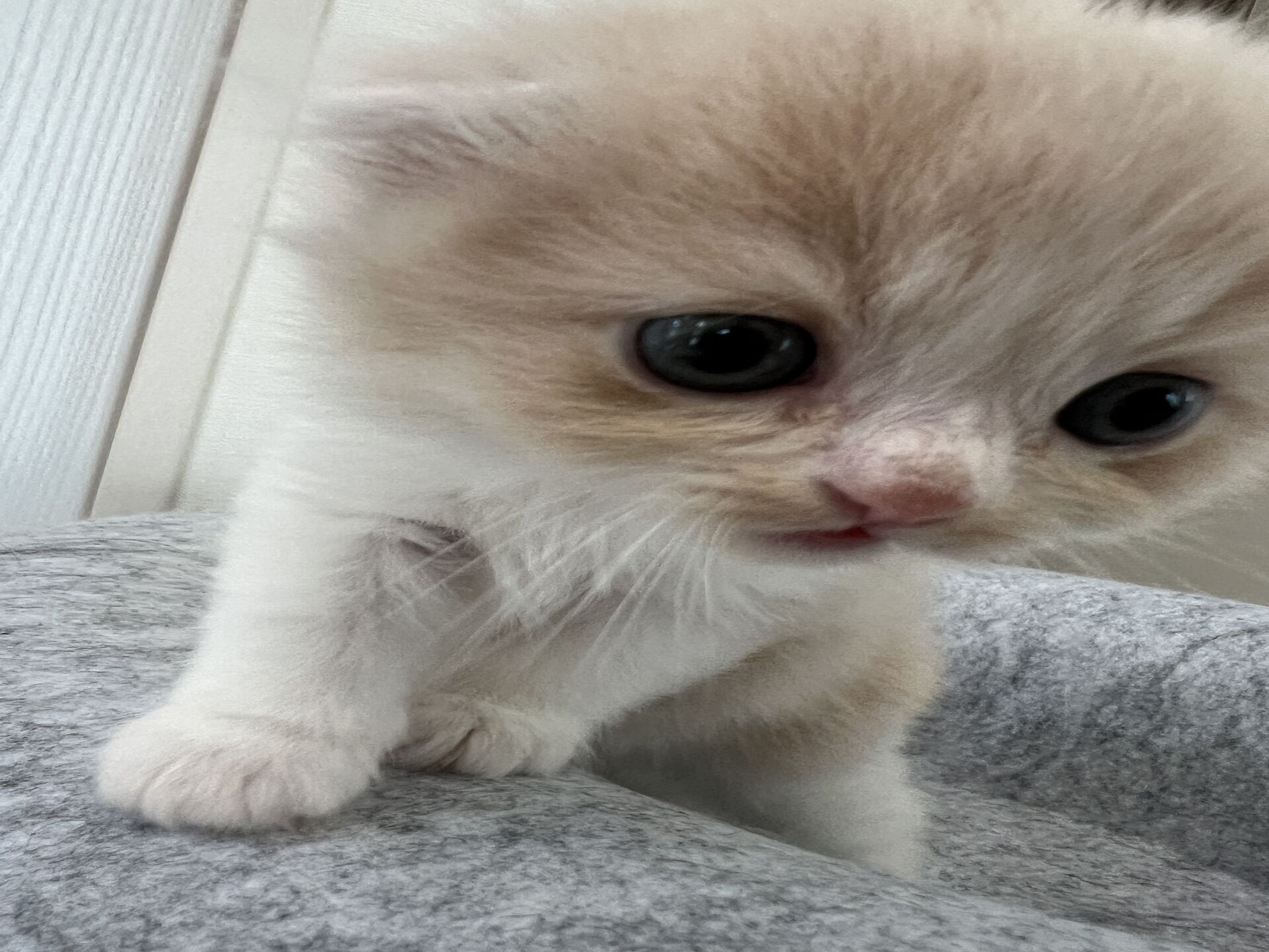 スコティッシュフォールドマリモ　ホワイトバンちゃん立ち耳