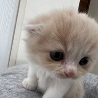 画像23634：スコティッシュフォールド<br>マリモ　ホワイトバンちゃん立ち耳