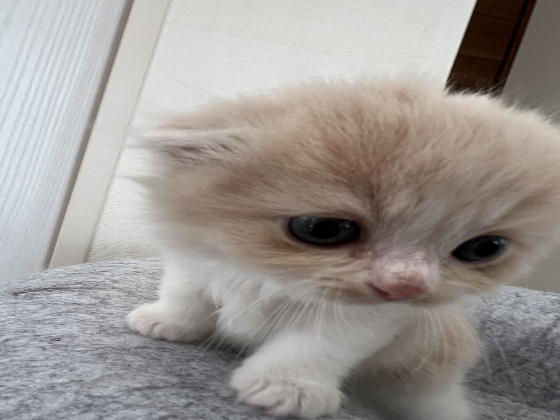 スコティッシュフォールドマリモ　ホワイトバンちゃん立ち耳