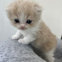 画像23635：スコティッシュフォールド<br>マリモ　ホワイトバンちゃん立ち耳