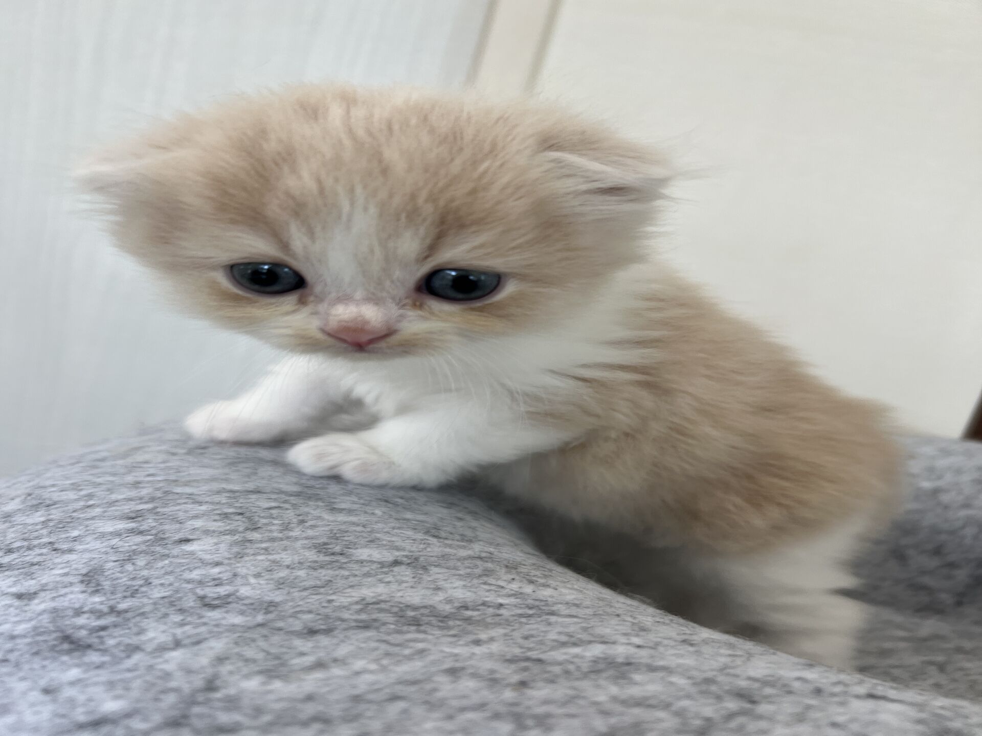 スコティッシュフォールドマリモ　ホワイトバンちゃん立ち耳