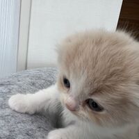 画像23636：スコティッシュフォールド<br>マリモ　ホワイトバンちゃん立ち耳