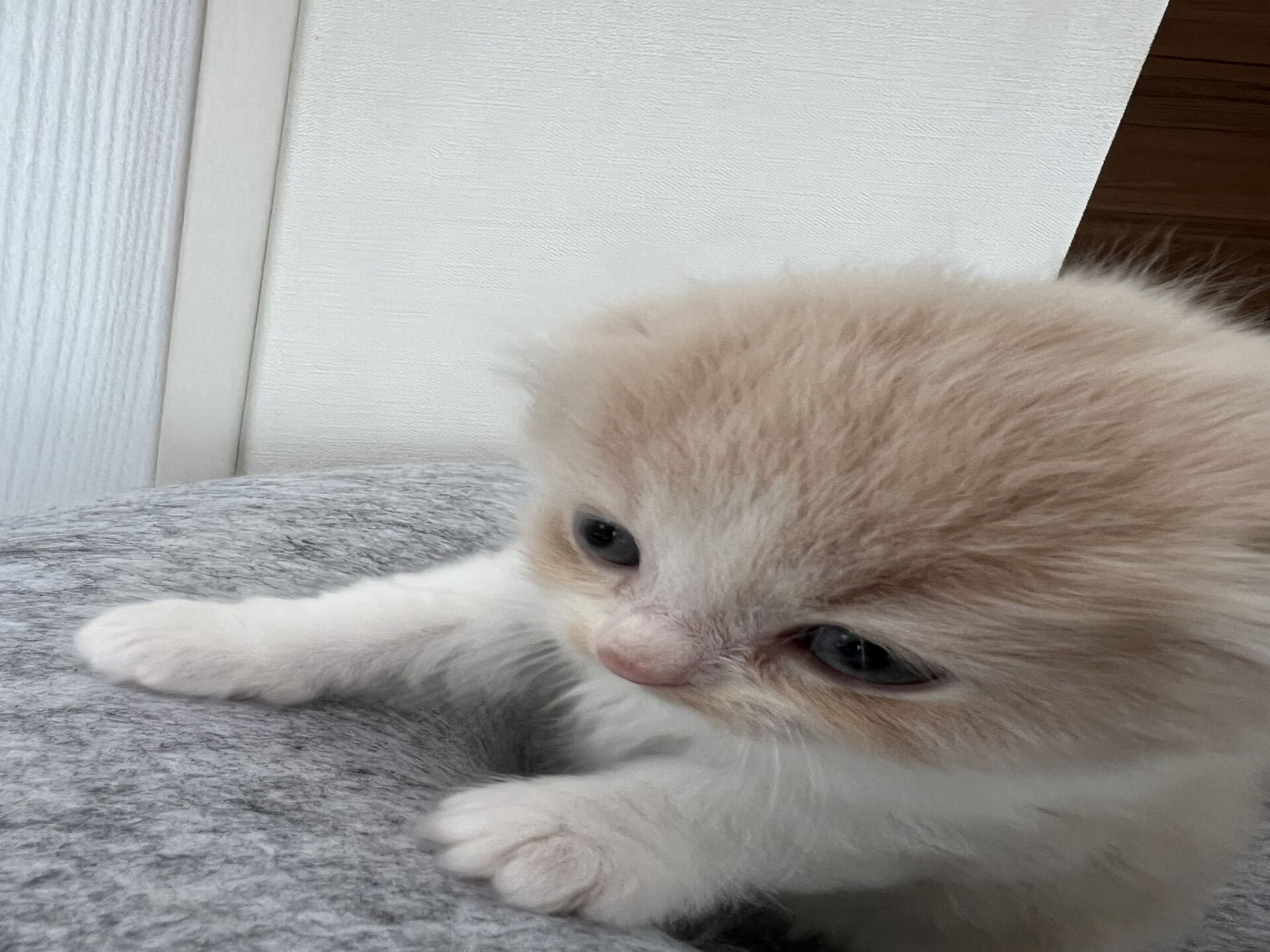 スコティッシュフォールドマリモ　ホワイトバンちゃん立ち耳