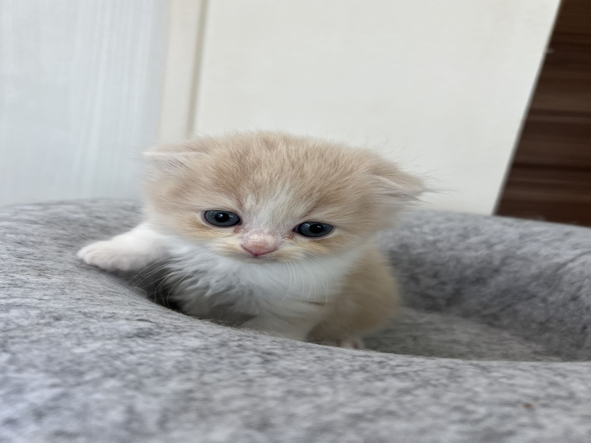 スコティッシュフォールドマリモ　ホワイトバンちゃん立ち耳