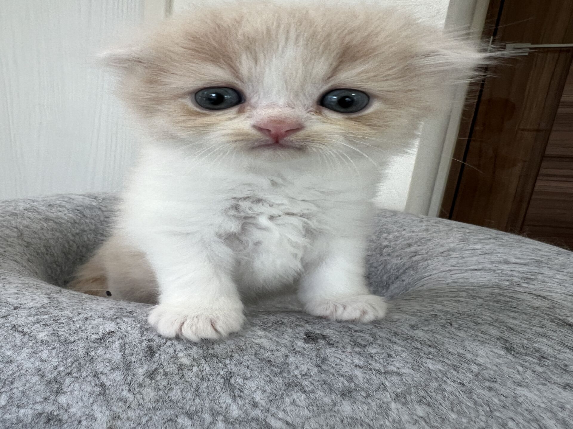 スコティッシュフォールドマリモ　ホワイトバンちゃん立ち耳