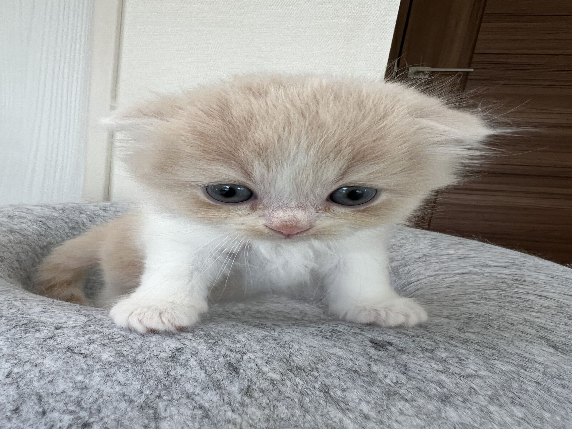 スコティッシュフォールドマリモ　ホワイトバンちゃん立ち耳
