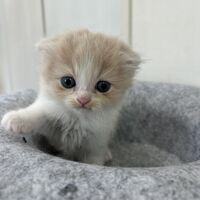 画像23640：スコティッシュフォールド<br>マリモ　ホワイトバンちゃん立ち耳
