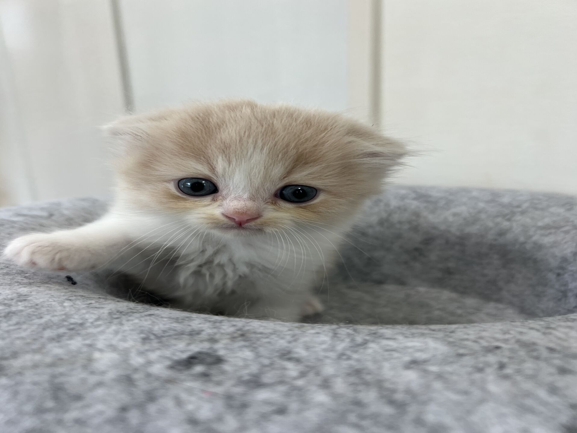 スコティッシュフォールドマリモ　ホワイトバンちゃん立ち耳