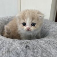 画像23641：スコティッシュフォールド<br>マリモ　ホワイトバンちゃん立ち耳