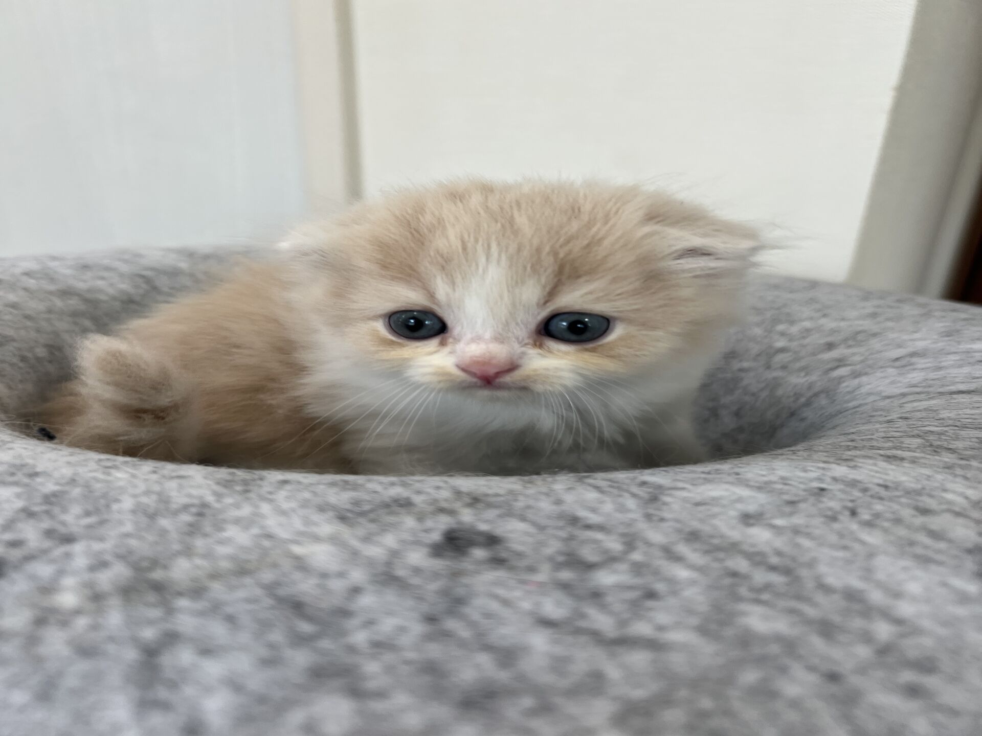 スコティッシュフォールドマリモ　ホワイトバンちゃん立ち耳