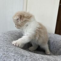 画像23642：スコティッシュフォールド<br>マリモ　ホワイトバンちゃん立ち耳