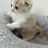 画像23643：スコティッシュフォールド<br>マリモ　ホワイトバンちゃん立ち耳
