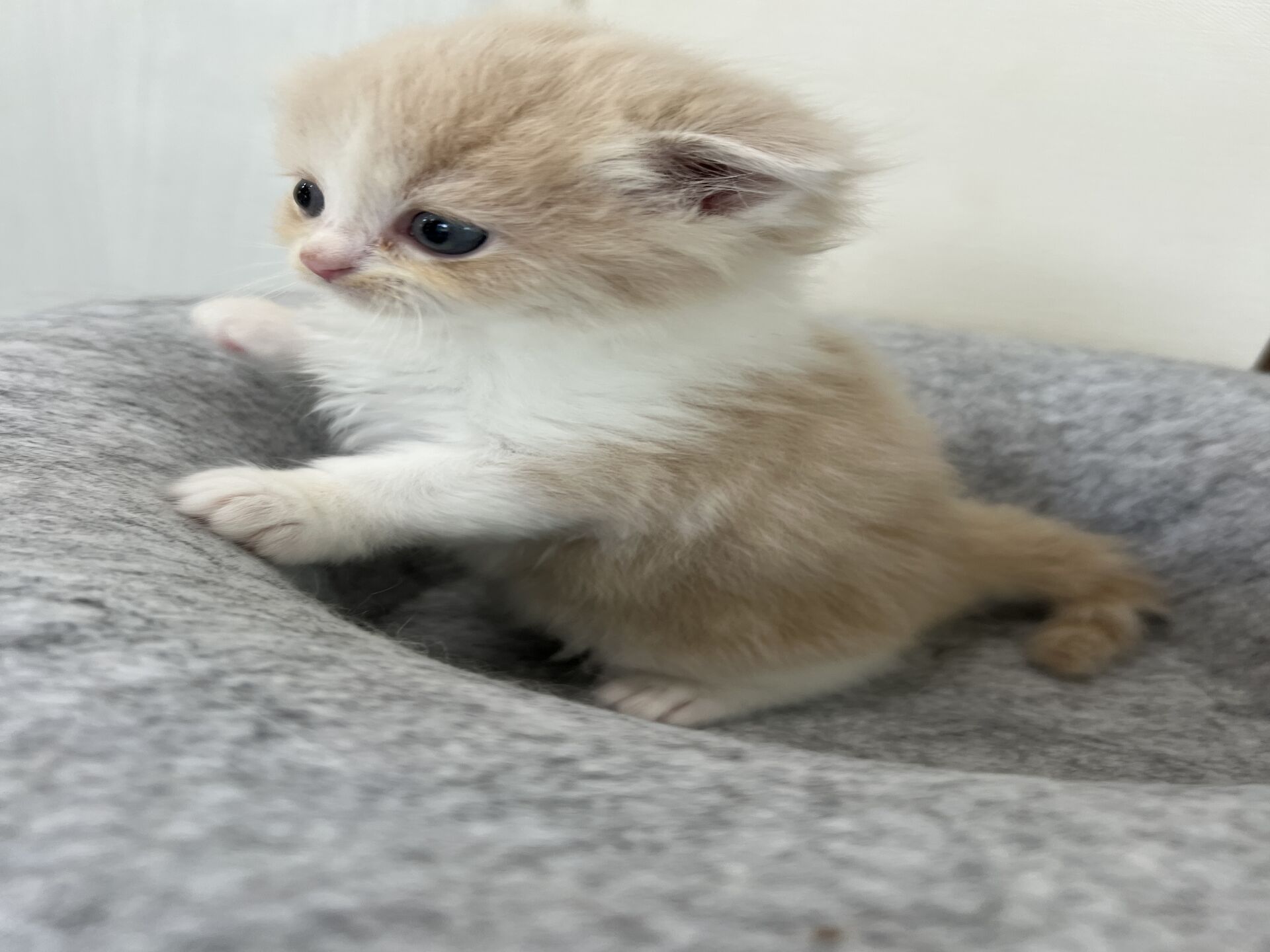 スコティッシュフォールドマリモ　ホワイトバンちゃん立ち耳
