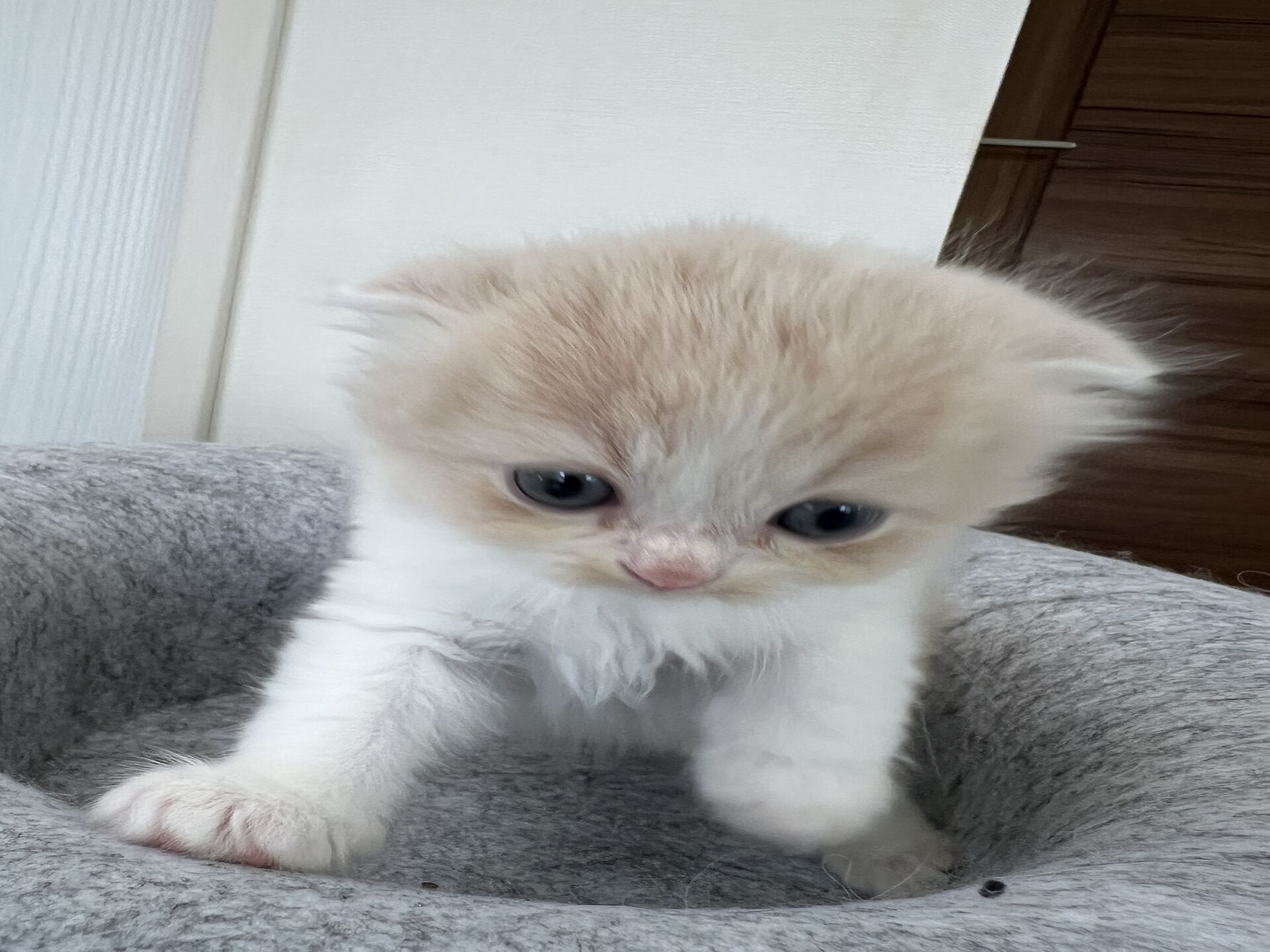スコティッシュフォールドマリモ　ホワイトバンちゃん立ち耳