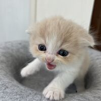 画像23645：スコティッシュフォールド<br>マリモ　ホワイトバンちゃん立ち耳