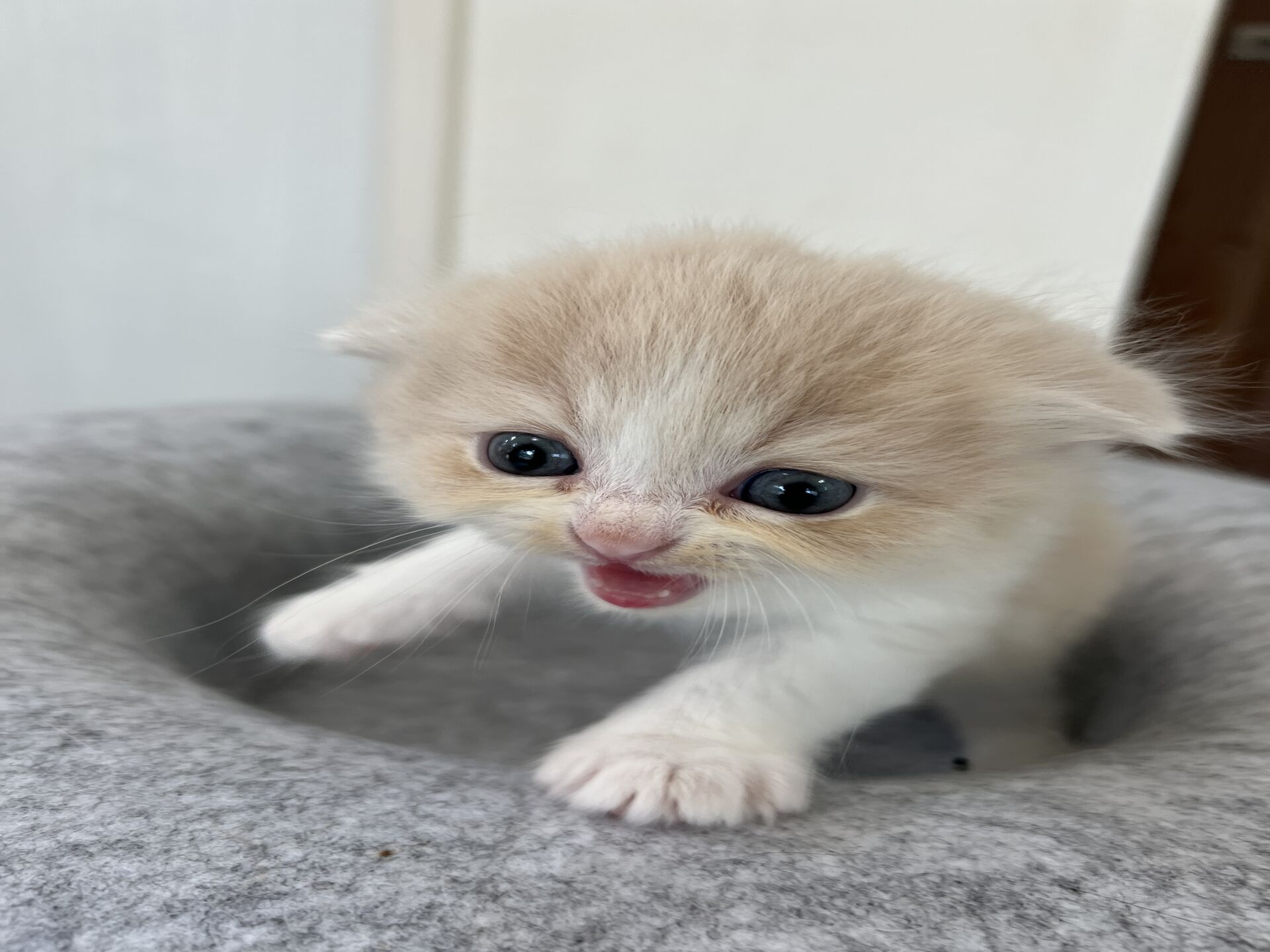 スコティッシュフォールドマリモ　ホワイトバンちゃん立ち耳