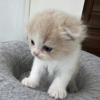 画像23646：スコティッシュフォールド<br>マリモ　ホワイトバンちゃん立ち耳