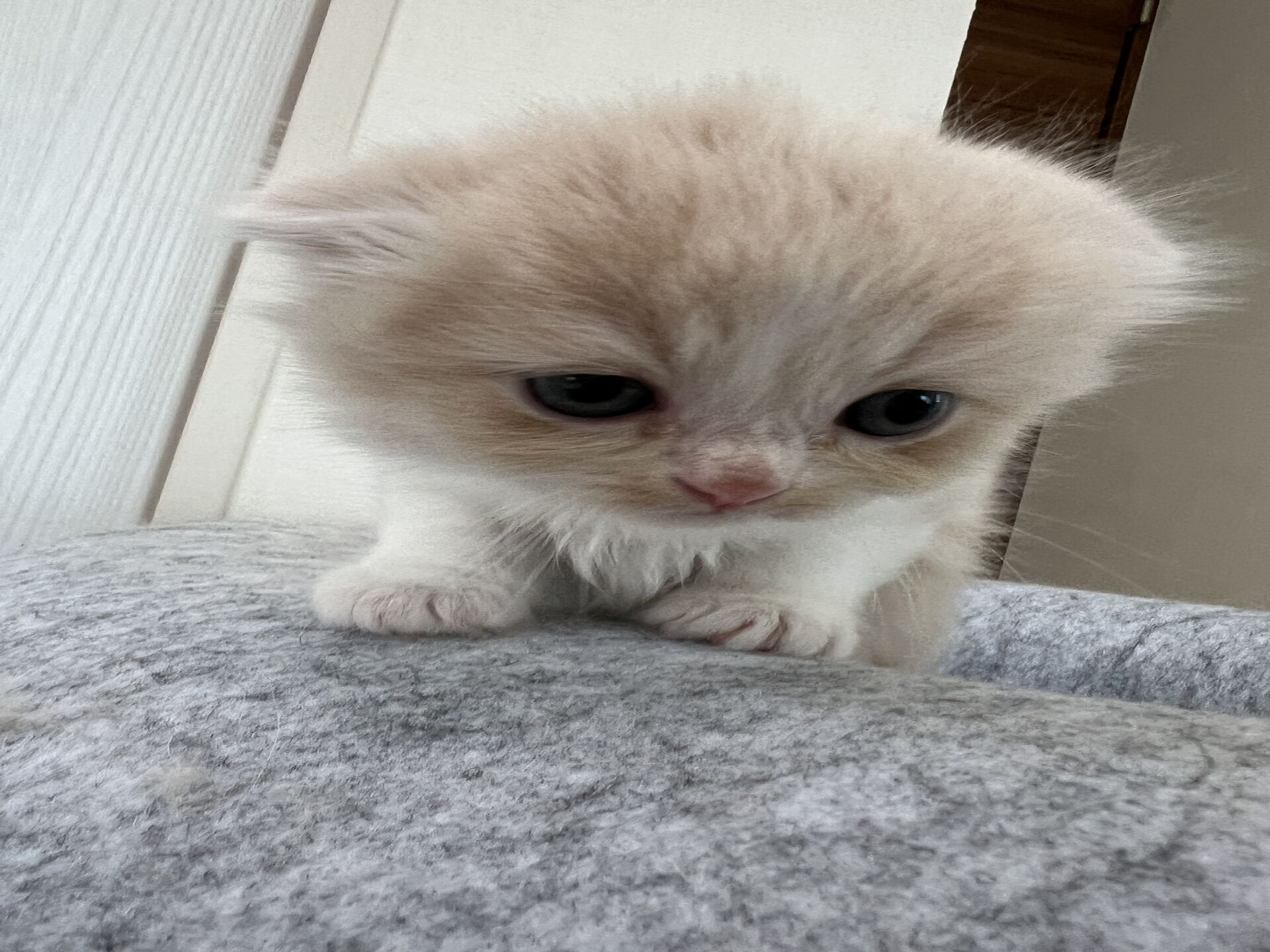 スコティッシュフォールドマリモ　ホワイトバンちゃん立ち耳