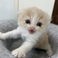 画像23648：スコティッシュフォールド<br>マリモ　ホワイトバンちゃん立ち耳