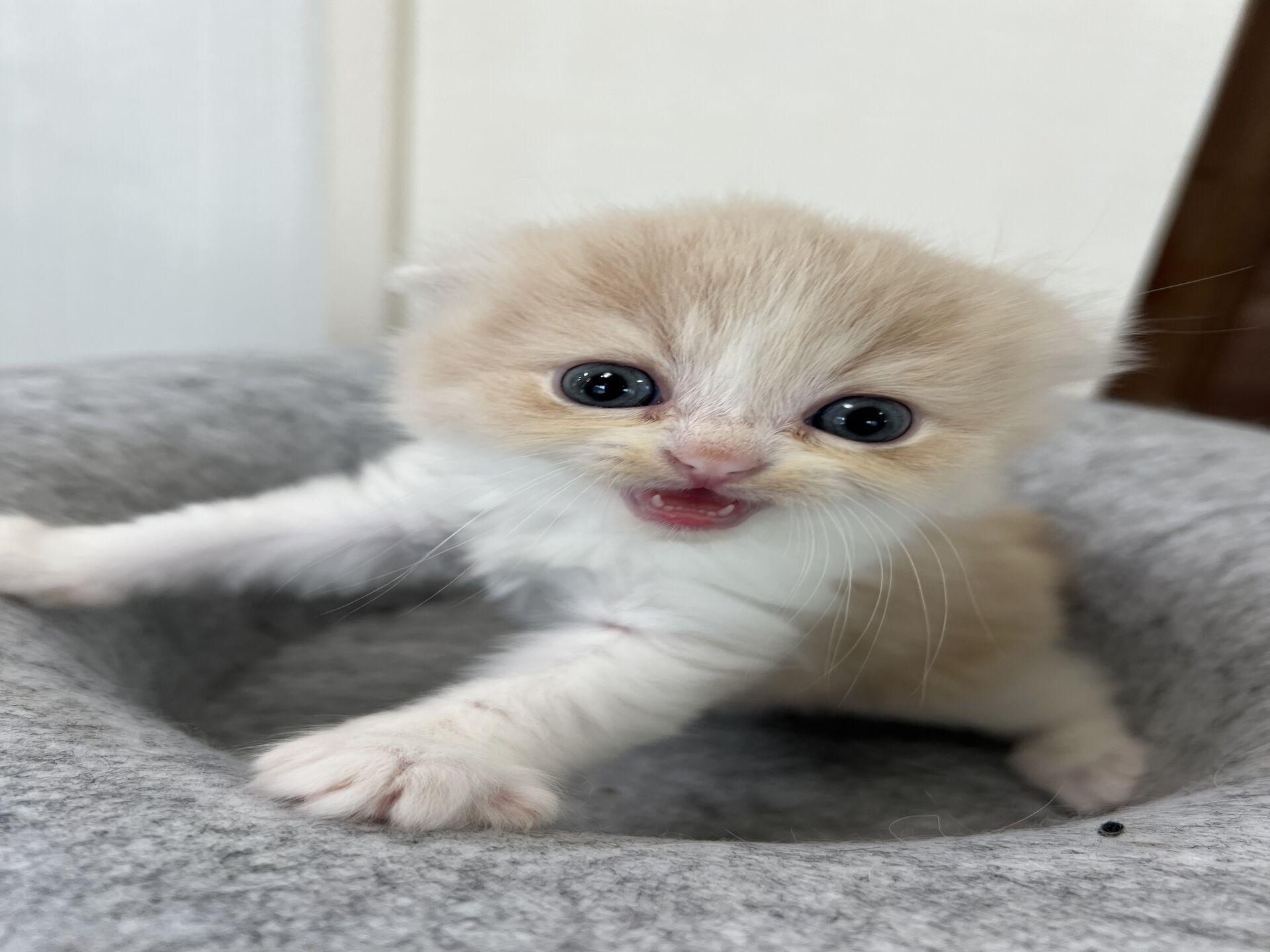 スコティッシュフォールドマリモ　ホワイトバンちゃん立ち耳