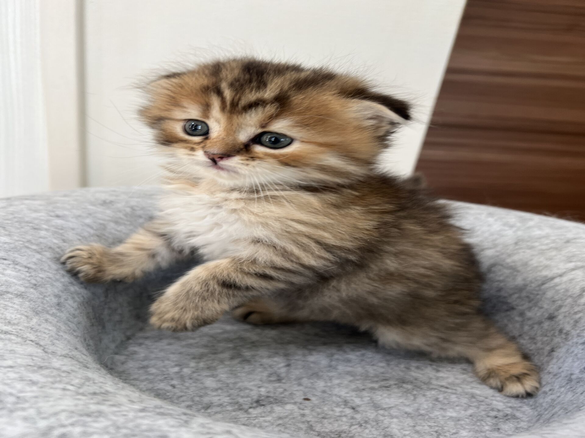 スコティッシュフォールドマリモ　ブラウンちゃん折れ耳