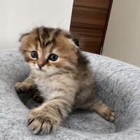 画像23668：スコティッシュフォールド<br>マリモ　ホワイトバンちゃん立ち耳