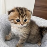 画像23670：スコティッシュフォールド<br>マリモ　ホワイトバンちゃん立ち耳