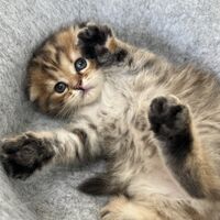 画像23671：スコティッシュフォールド<br>マリモ　ホワイトバンちゃん立ち耳