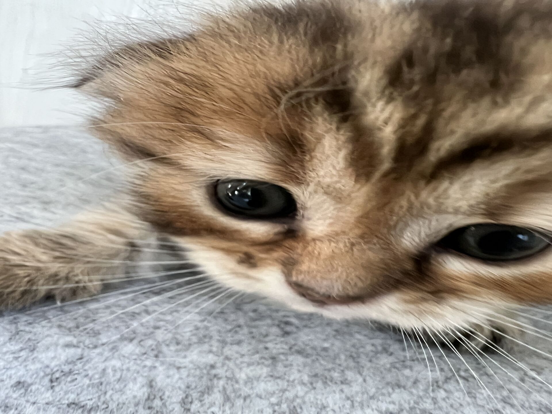 スコティッシュフォールドマリモ　ホワイトバンちゃん立ち耳