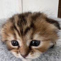画像23676：スコティッシュフォールド<br>マリモ　ホワイトバンちゃん立ち耳