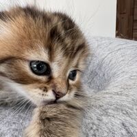 画像23677：スコティッシュフォールド<br>マリモ　ホワイトバンちゃん立ち耳