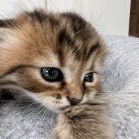 画像23678：スコティッシュフォールド<br>マリモ　ホワイトバンちゃん立ち耳