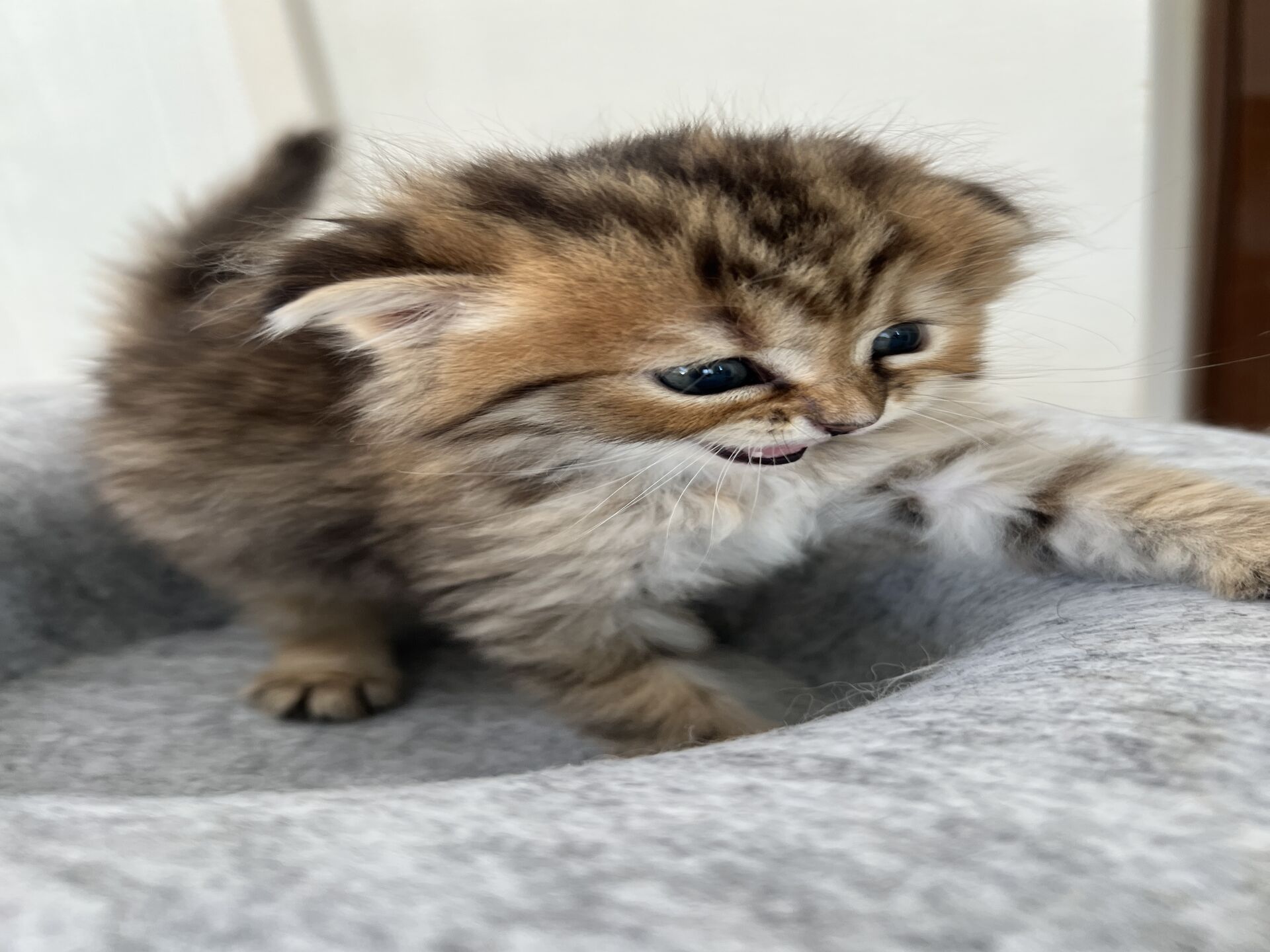 スコティッシュフォールドマリモ　ホワイトバンちゃん立ち耳