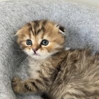 画像23681：スコティッシュフォールド<br>マリモ　ホワイトバンちゃん立ち耳